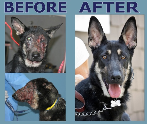 News from Westside German Shepherd Rescue